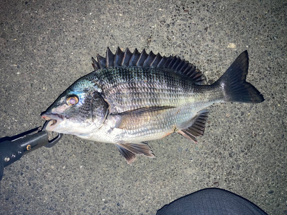 境川河口で釣れたクロダイの写真。