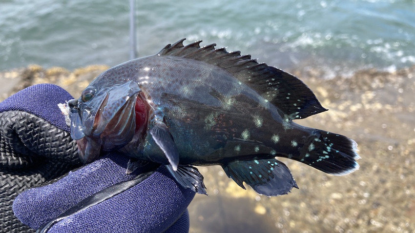 江ノ島で釣れたヤミハタ？