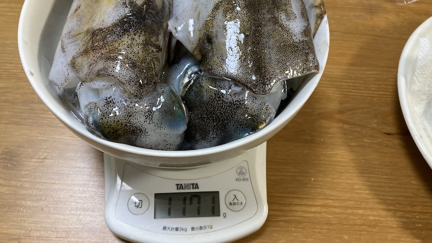 2024年9月28日の釣果、アオリイカ合計1.1kg