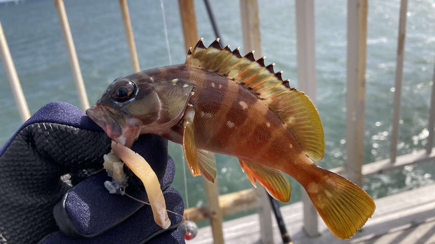 湘南大堤防で釣れたアカハタの写真