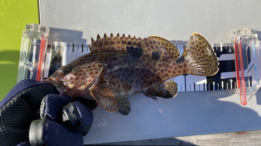 湘南大堤防で釣れた…チャイロマルハタ？