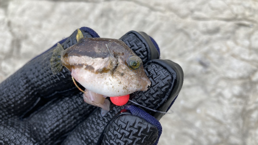 江ノ島の表磯で釣れた、極小サイズのキタマクラの写真。