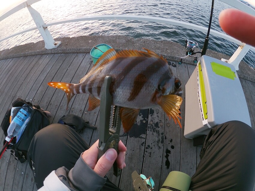 片瀬漁港で釣れたタカノハダイの写真。