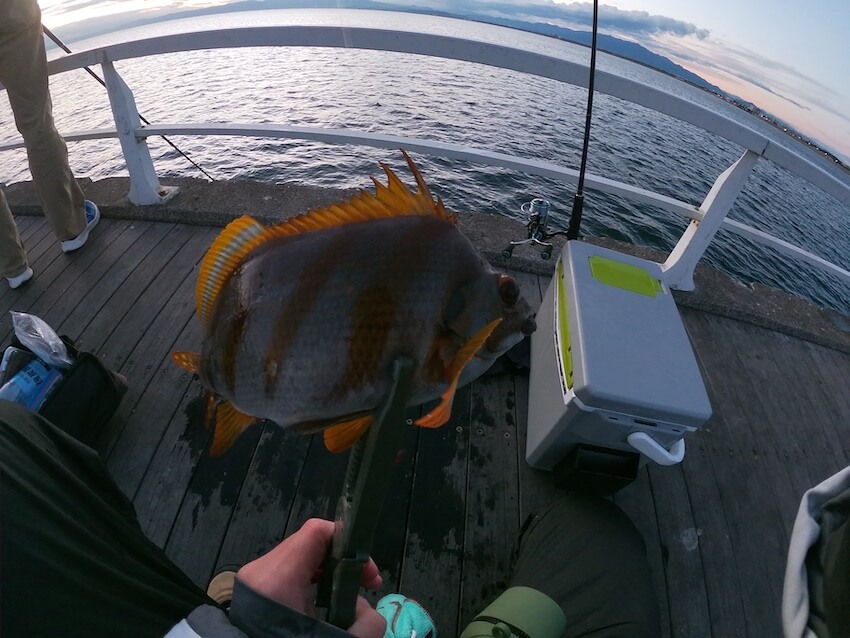 片瀬漁港で夕マヅメに釣れたタカノハダイの写真。