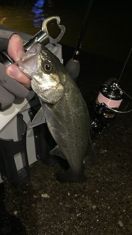 境川河口で釣れたタイリクスズキ（セイゴ）