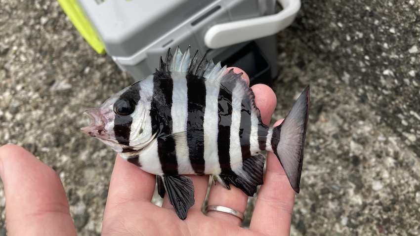 2024年11月10日に湘南大堤防で釣れたイシダイの幼魚（サンバソウ）の写真。