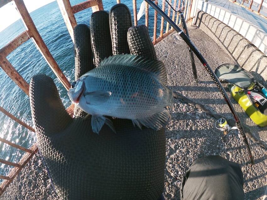 2024年12月15日、湘南大堤防で釣れたメジナの写真（1匹目）