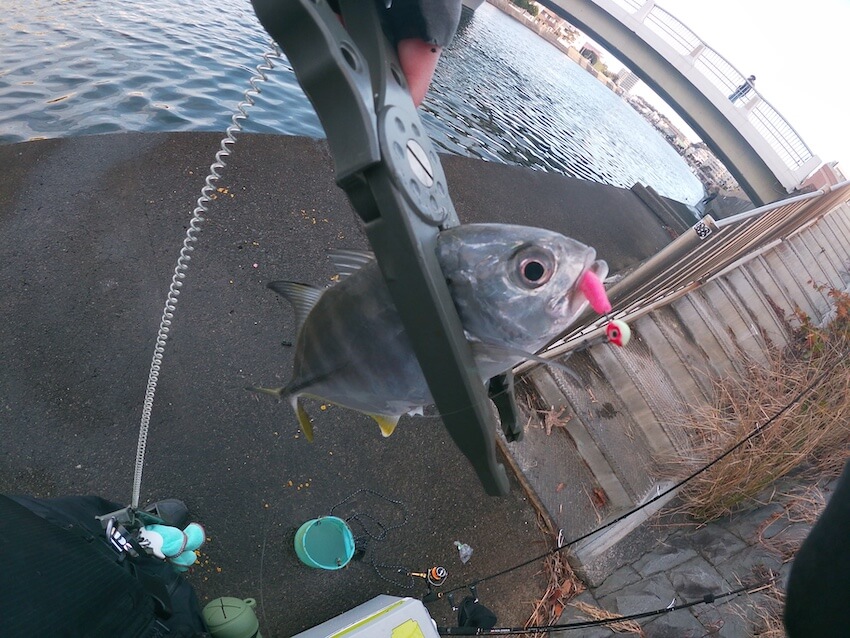 2025年1月4日に境川河口で釣れたメッキの写真（2匹目）。