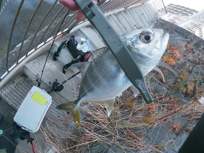 2025年1月4日に境川河口で釣れたメッキの写真。（4匹目）