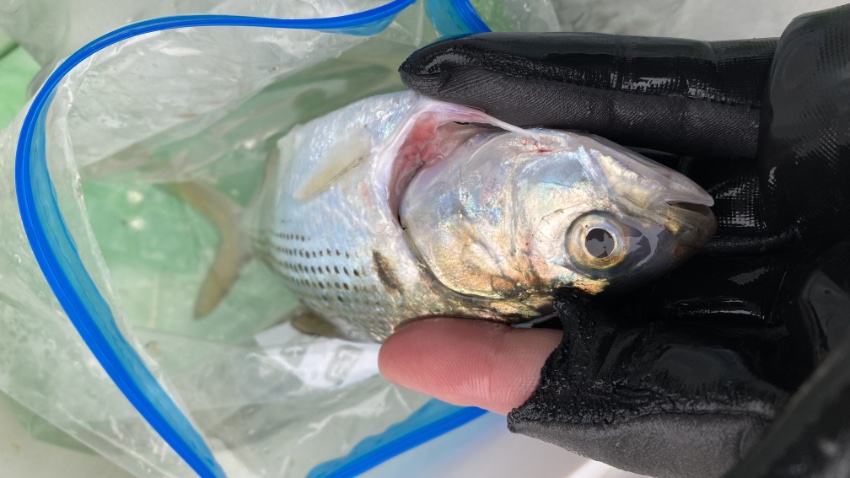 2025年6月8日に江ノ島裏磯で釣れたコノシロ。