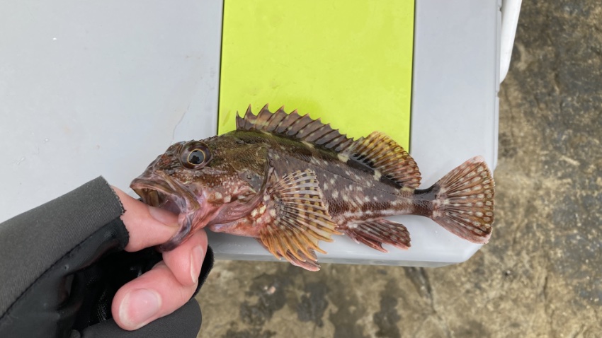 2025年6月8日に江ノ島裏磯で釣れた少し大きめのカサゴの写真(1匹目)。