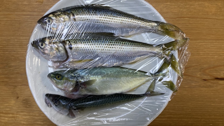 2025年6月8日に江ノ島裏磯で釣れたコノシロ、ワカシ、サバの写真。
