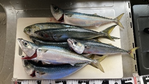 2025年8月上旬に江ノ島の船で釣れたサバとシイラの写真。