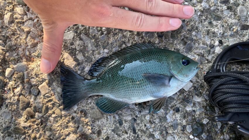 2025年9月8日に湘南大堤防で釣れたメジナ（クチブト）の写真。