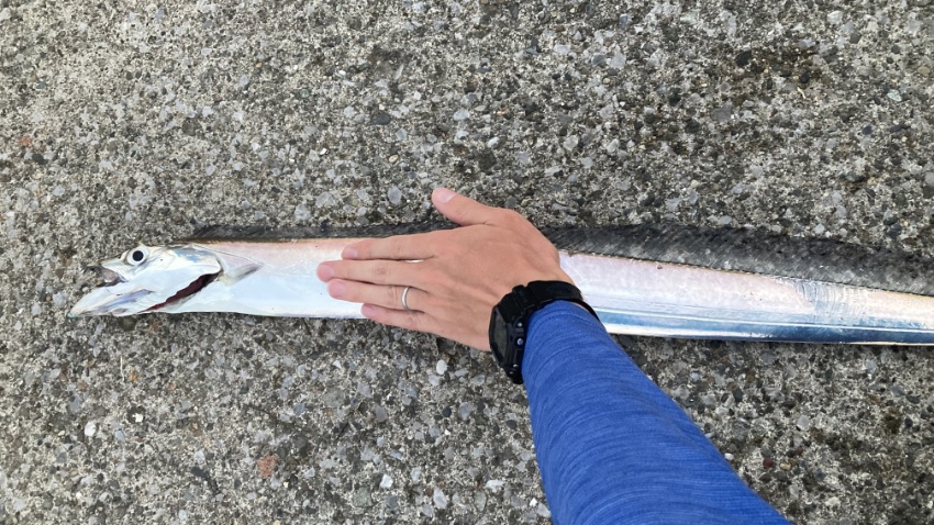 2025年9月26日に海辺釣り公園で釣れたF4タチウオの写真。