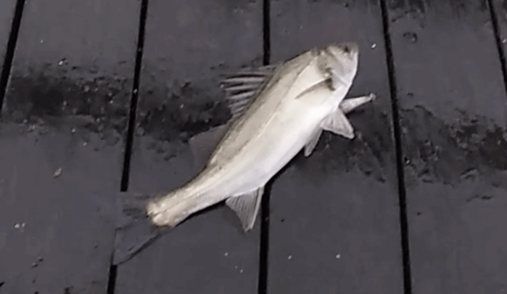 2025年10月25日に片瀬漁港で釣れたマルセイゴの写真。