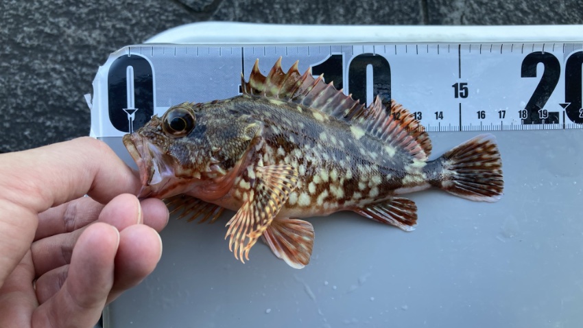 2025年9月26日に海辺釣り公園で釣れたカサゴの写真。