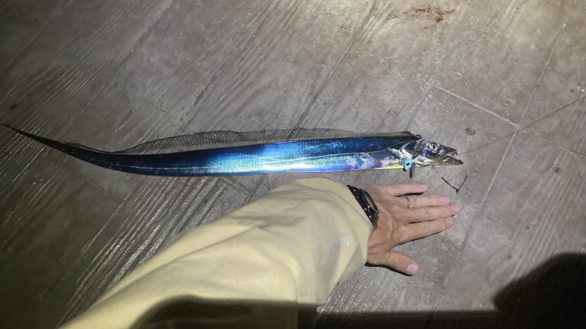 2025年9月26日に海辺釣り公園で釣れたタチウオの写真(2匹目)