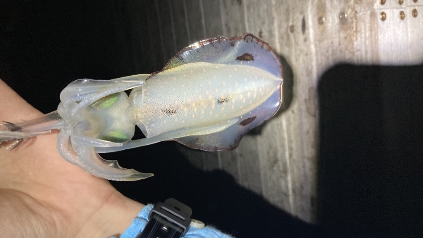 2025年9月30日に湘南大堤防の先端で釣れたアオリイカの写真。