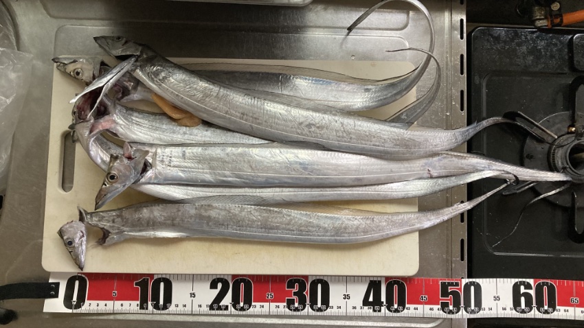 横須賀の海辺釣り公園で釣れたタチウオの写真。