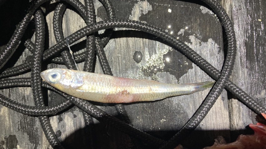 ヒラセイゴのお腹から出てきたウルメイワシ?の写真。