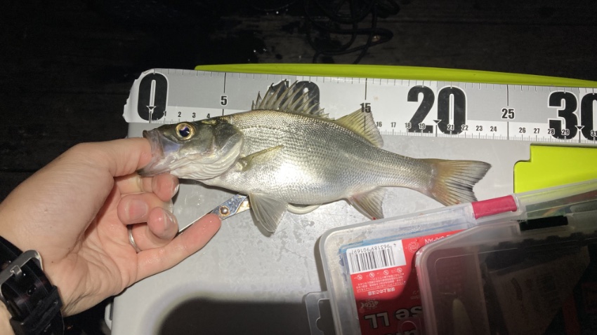 2025年10月19日に片瀬漁港で釣れたヒイラギの写真。よくエサを食べている。