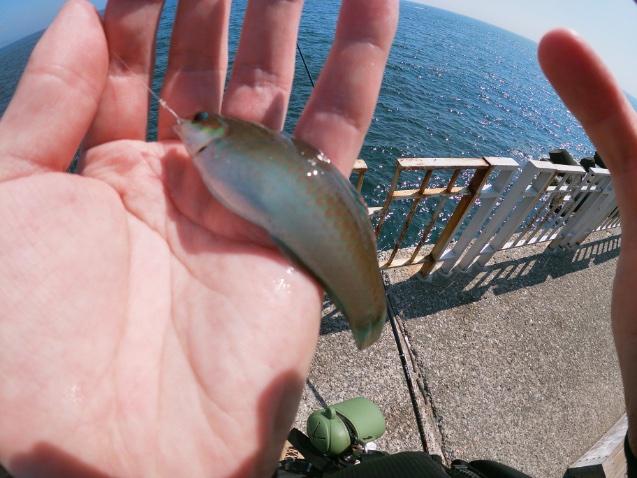 2025年11月16日に湘南大堤防で釣れたホンベラの写真。