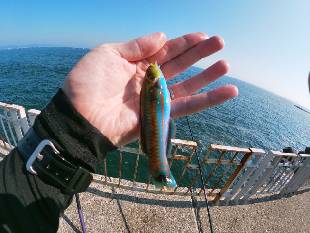 2025年11月16日に湘南大堤防で釣れたニシキベラの写真。