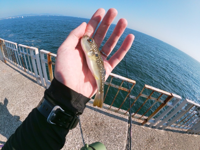 2025年11月16日に湘南大堤防で釣れたクサフグの写真。