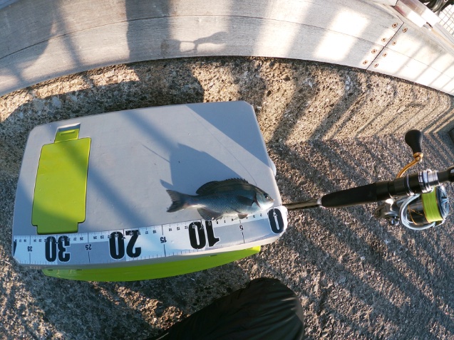 2025年11月16日に湘南大堤防で釣れた小メジナの写真。