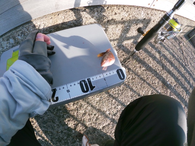 2025年11月16日に湘南大堤防で釣れたアカササノハベラの写真。