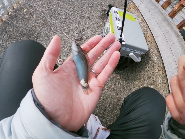 2025年11月16日に湘南大堤防で釣れたホンベラの写真。