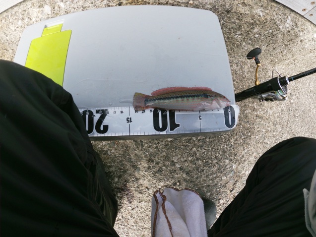 2025年11月16日に湘南大堤防で釣れたキュウセンの写真。