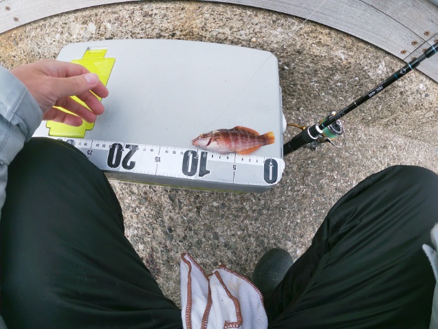 2025年11月16日に湘南大堤防で釣れたアカササノハベラの写真。