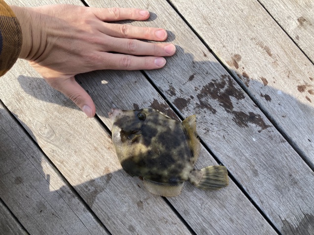 2023年10月28日に湘南大堤防で釣れたカワハギの写真。