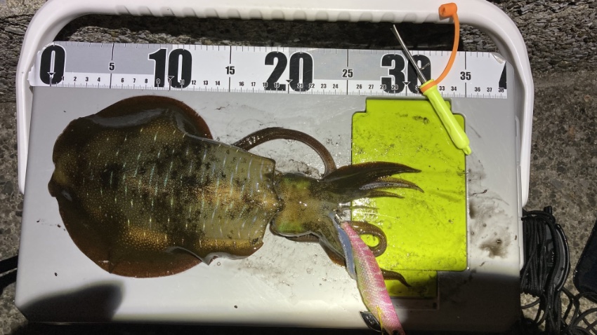 2025年11月4日に湘南大堤防で釣れたアオリイカの写真。