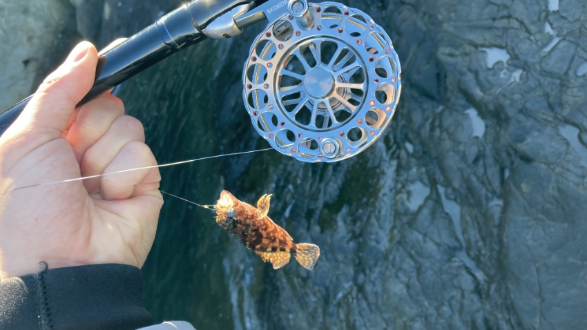 江ノ島裏磯、前打ち釣りで釣れたカサゴの写真。