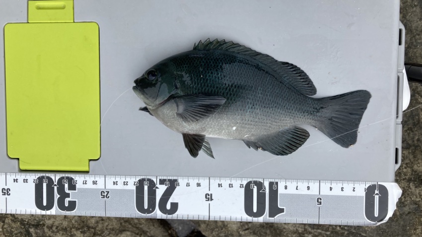 江ノ島の表磯で釣れたメジナの写真。