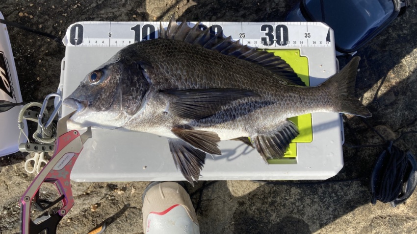 2026年1月17日に江ノ島の表磯で釣れたクロダイの写真。