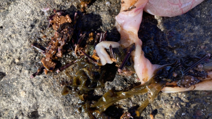 2026年1月17日に江ノ島の表磯で釣れた黒鯛の胃内容物の写真。