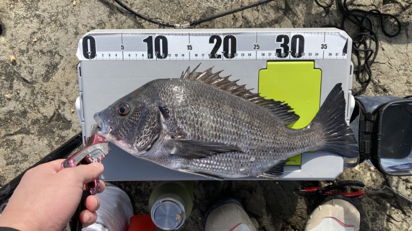 2026年1月27日に江ノ島の表磯で釣れたクロダイの写真。