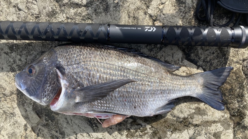 ダイワ マルチランディングポール500とクロダイの写真。
