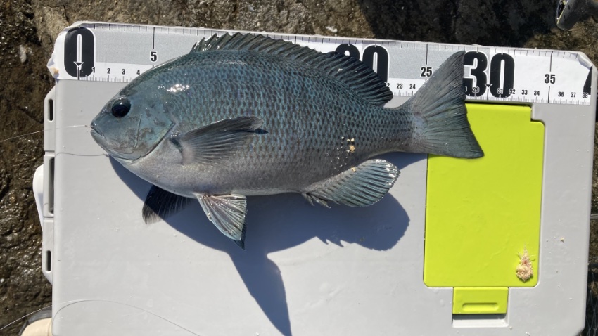 2026年1月2日に江ノ島の表磯で釣れたメジナの写真。