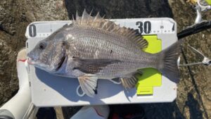 2026年1月2日に江ノ島の表磯で釣れたクロダイの写真。